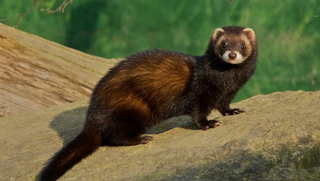 Illustration for article titled Monday Mustelid - Mustela eversmannii Edition